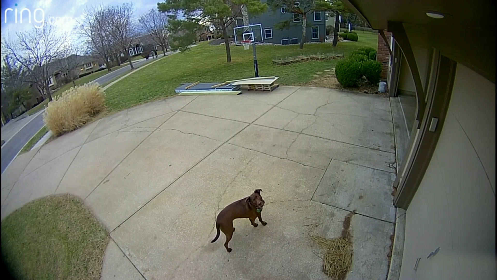 Little Girl Crosses Paths With A Bobcat & Dad Dog Outside The