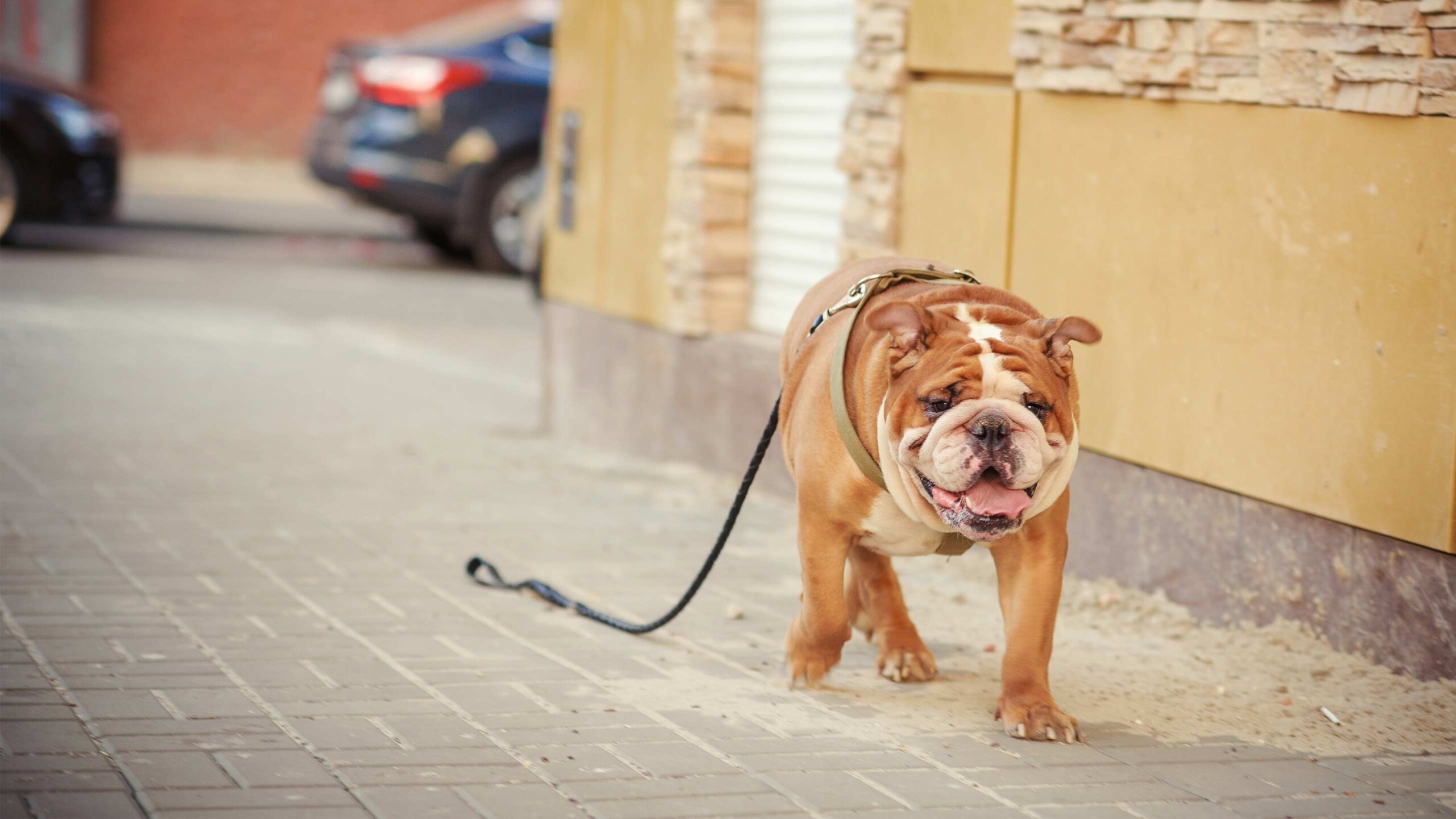 RBG Dog/cat Collar And/or Leash 