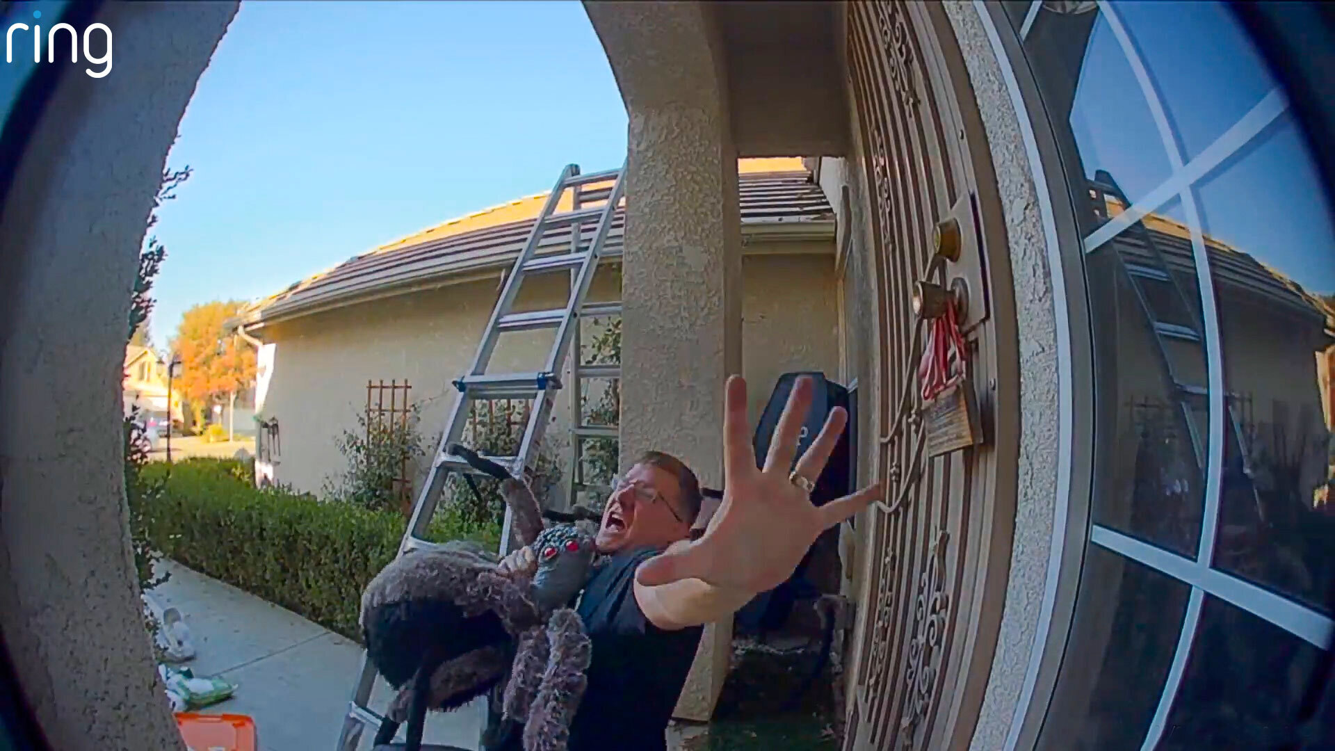 Halloween Hijinks You Have to See to Believe