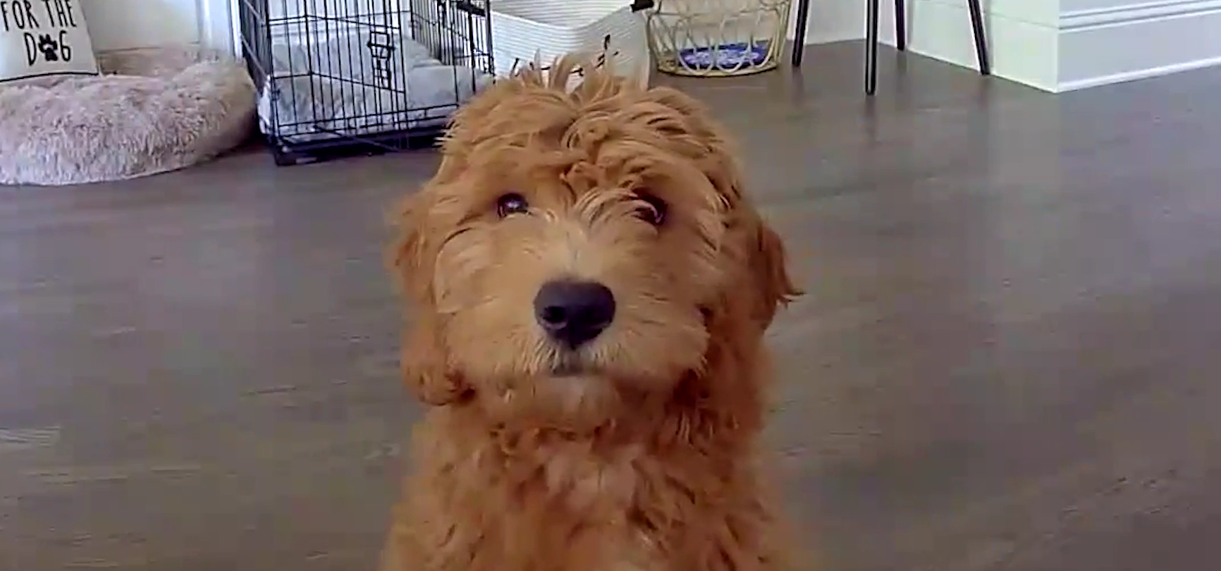 Celebrating Love Your Pet Day: Moments We Never Saw Coming