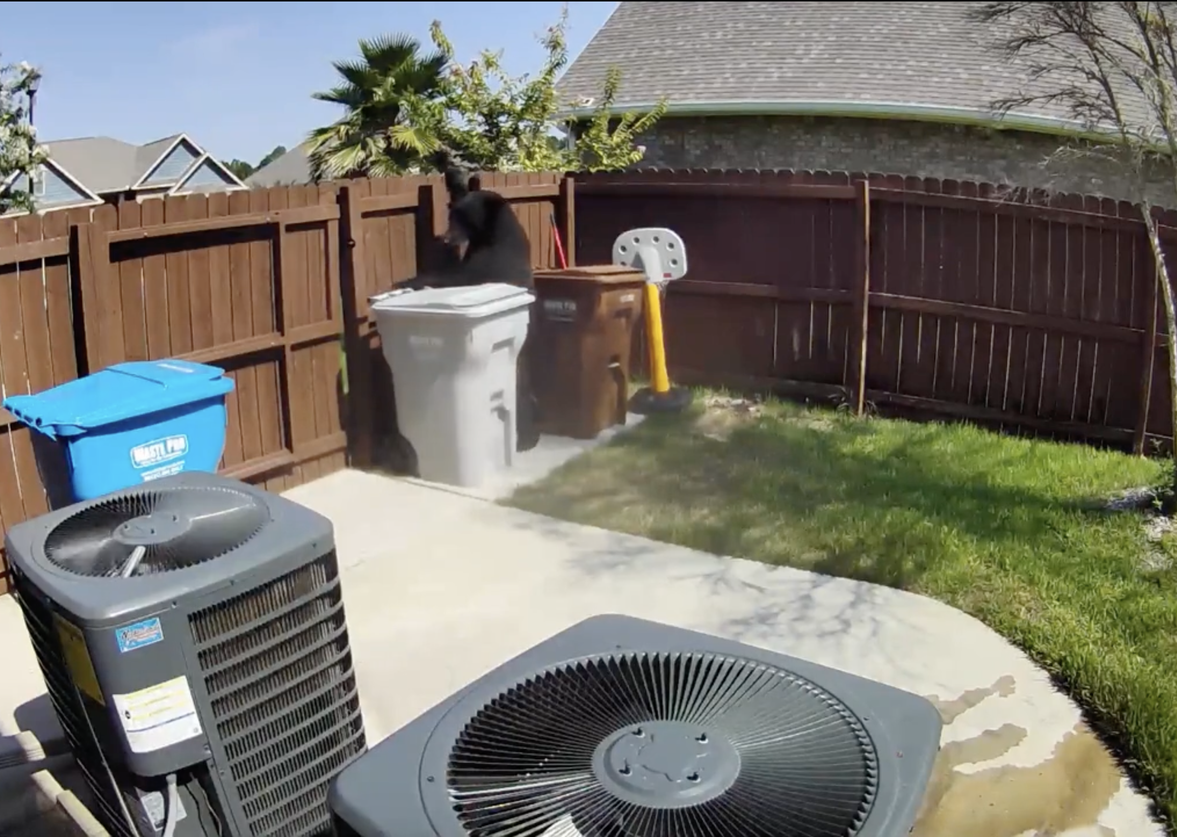 When Bears Wake Up: How to Help Protect Your Home This Spring