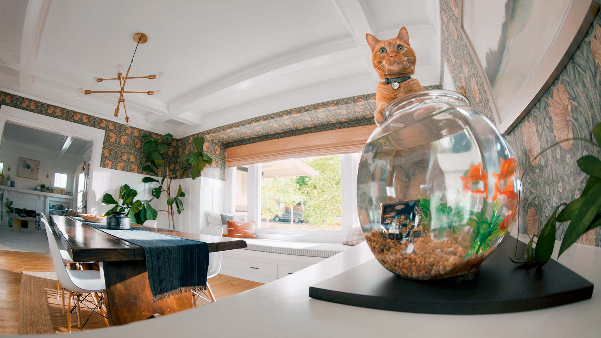 Every Day Is Tag Day: How Ring Can Help Protect Your Pet