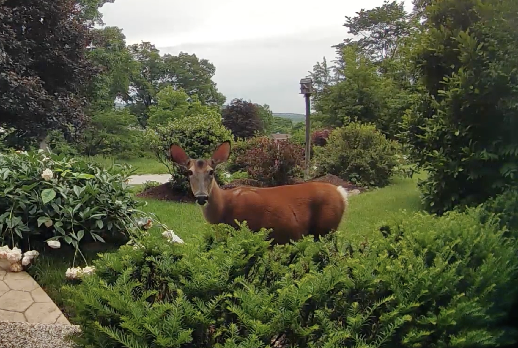 Explore and Enjoy the Great Outdoors this Spring with Ring
