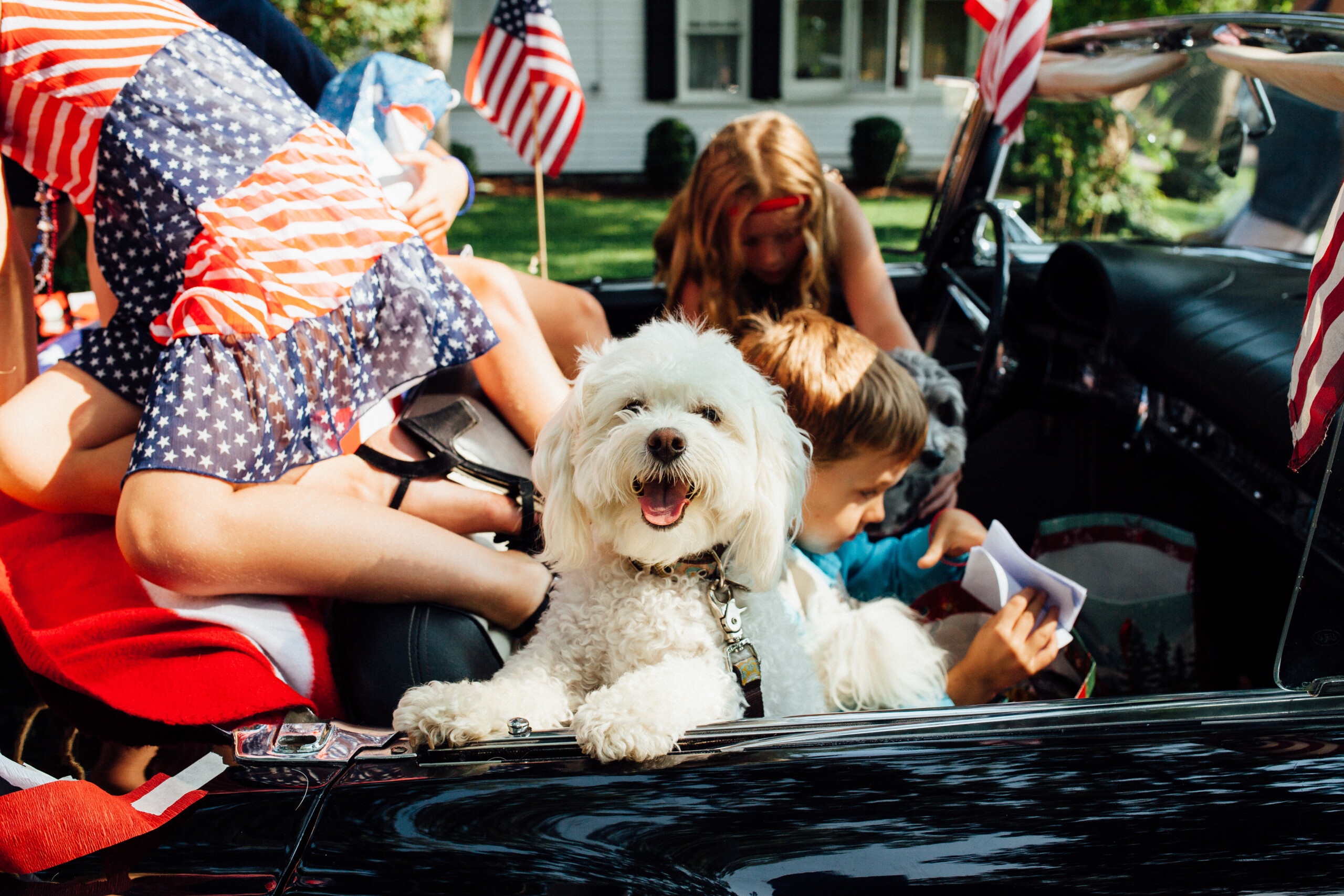 What Every Pet Owner Should Know Before The 4th of July